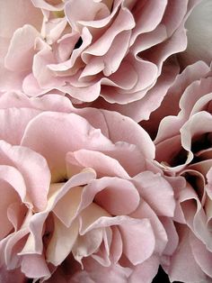 utopiast_pink_selection